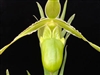 Phragmipedium longifolium v. alba