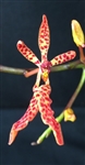 Renanthera Tom Thumb