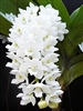 Rhynchostylis coelestis v. alba