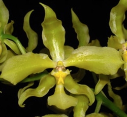 Rossioglossum schlieperianum f. flavidum