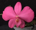 Sophronitis rosea