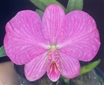 Sophronitis rosea