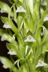 Spiranthes laxa