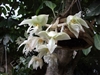 Stanhopea inodora v. alba