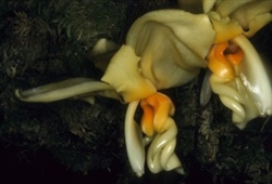 Stanhopea intermedia