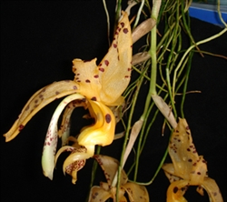 Stanhopea jenischiana