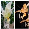 Stanhopea jenischiana x inodora