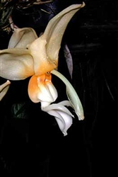 Stanhopea lietzei