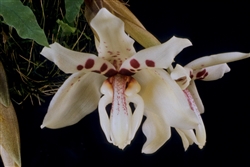 Stanhopea martiana