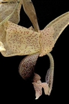 Stanhopea platyceras