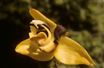 Stanhopea posadea