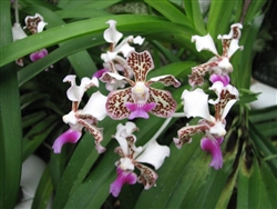 Vanda tricolor var. suavis