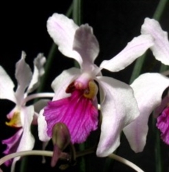 Holcoglossum kimballianum