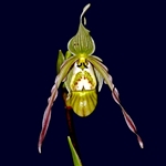 Phragmipedium pearcei