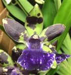 Zygopetalum (Blptm. Midnight Blue x Z. Jumpin Jack)