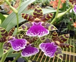 Zygopetalum Jumpin' Jack