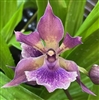 Zygonisia Murasaki Komachi x Zygo. Debbie De Mello 'Honolulu Bay' AM/AOS