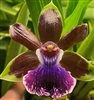 Zelenchostele (Zygopetalum Type) QF U'ilani (Jumpin Jack x QF Amanda)