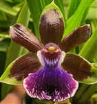 Zelenchostele (Zygopetalum Type) QF U'ilani (Jumpin Jack x QF Amanda)