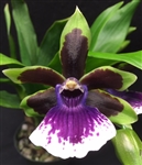 Zygopetalum Rhein Clown x (Blptm. Midnight Blue x Z. Jumpin Jack), (clone)