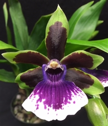 Zygopetalum Rhein Clown x (Blptm. Midnight Blue x Z. Jumpin Jack), (clone)