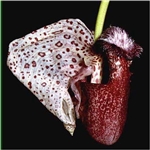 Coryanthes alborosea