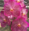 Vanda Uraiwan Belle