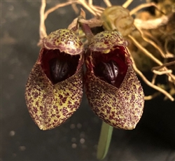 Bulbophyllum frostii