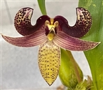 Bulbophyllum sumatranum