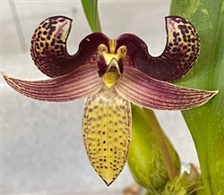 Bulbophyllum sumatranum