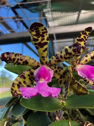 Cattleya aclandiae