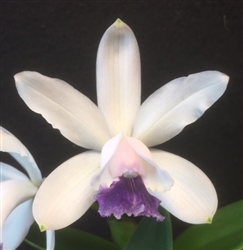 Cattleya intermedia v. coerulea