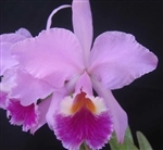 Cattleya labiata 'Tipo'