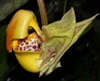 Coryanthes bruchmuelleri