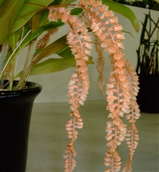 Dendrochilum bicallosum