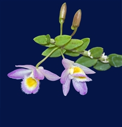 Dendrobium loddigesii