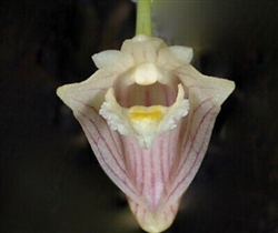 Dendrobium pachyphyllum (striped)