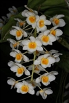 Dendrobium palpebrae