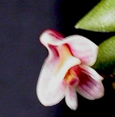 Dendrobium reflexitepalum