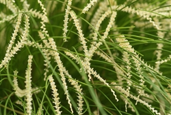 Dendrochilum tenellum