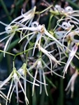 Dendrobium teretifolium