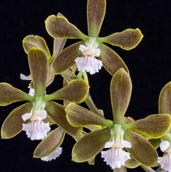 Encyclia parkeri 'Natural World' CHM/AOS