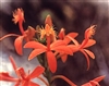 Epidendrum cinnabarinum