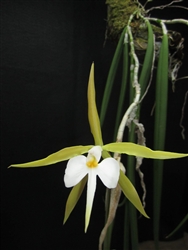 Epidendrum parkinsonianum