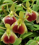 Epidendrum peperomia 'Natural World', AM/AOS