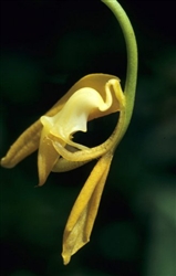 Gongora gratulabunda `Yellow'