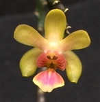 Phalaenopsis deliciosum v. hookeriana