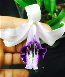 Laelia dayana v. coerulea