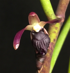 Luisia recurva