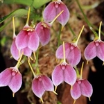 Masdevallia floribunda 'Maj' (Pink)